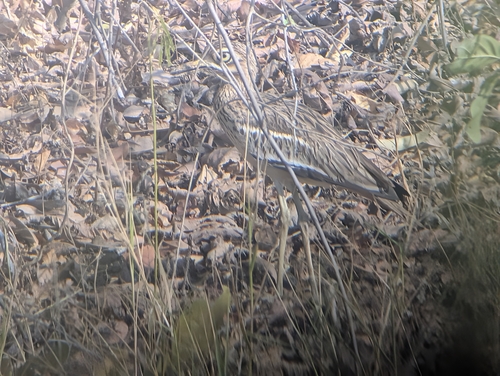 Indian Stone-curlew (Burhinus indicus)