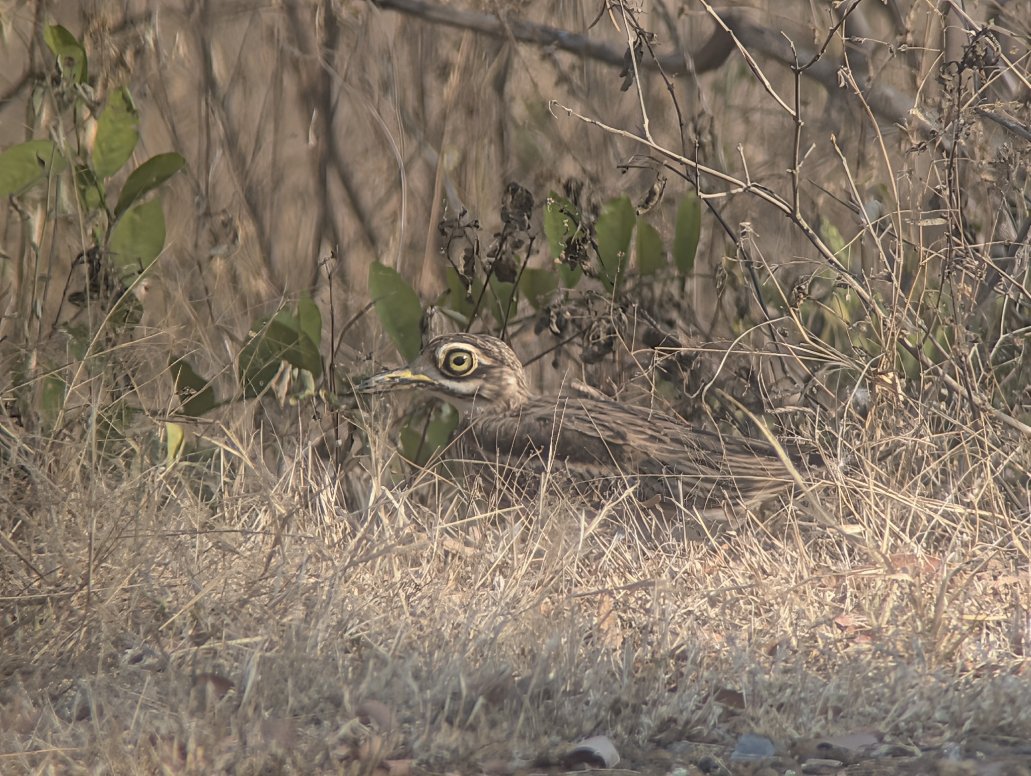 Indian Stone-curlew (Burhinus indicus), photo 2