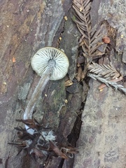 Myochromella boudieri