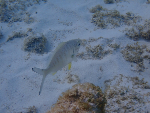 Gerres cinereus