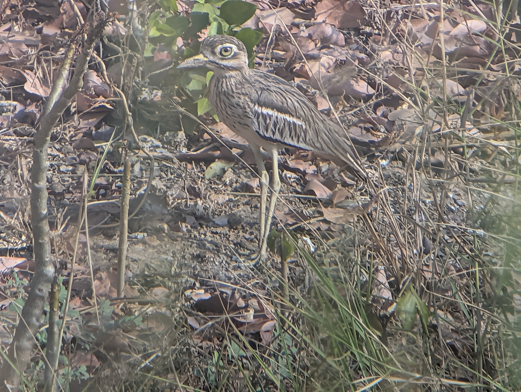 Indian Stone-curlew (Burhinus indicus), photo 3