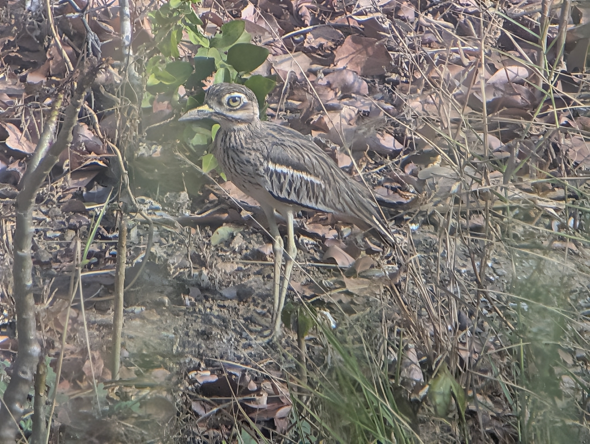 Indian Stone-curlew (Burhinus indicus), photo 4