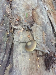 Myochromella boudieri