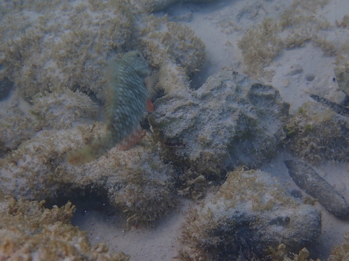 Sparisoma rubripinne