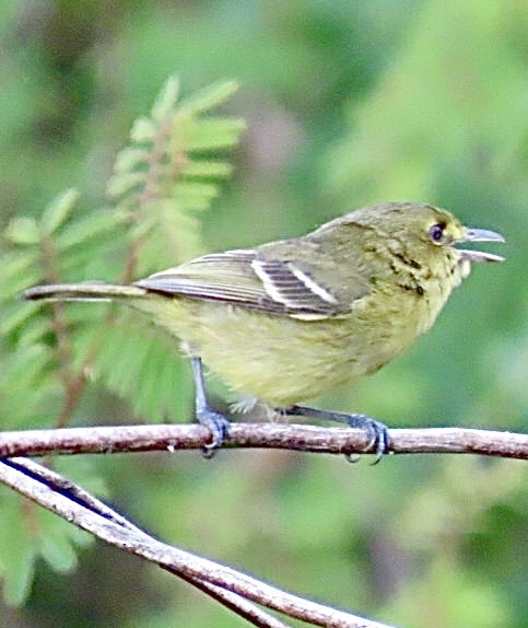 Mangrove Vireo (Vireo pallens), photo 1