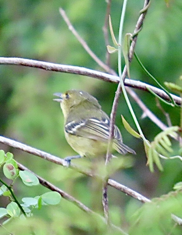 Mangrove Vireo (Vireo pallens), photo 2