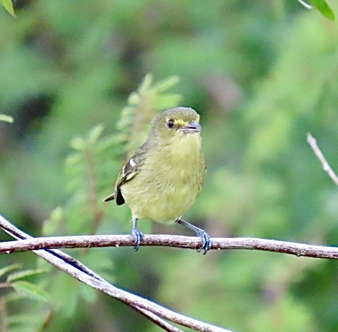 Mangrove Vireo (Vireo pallens), photo 6