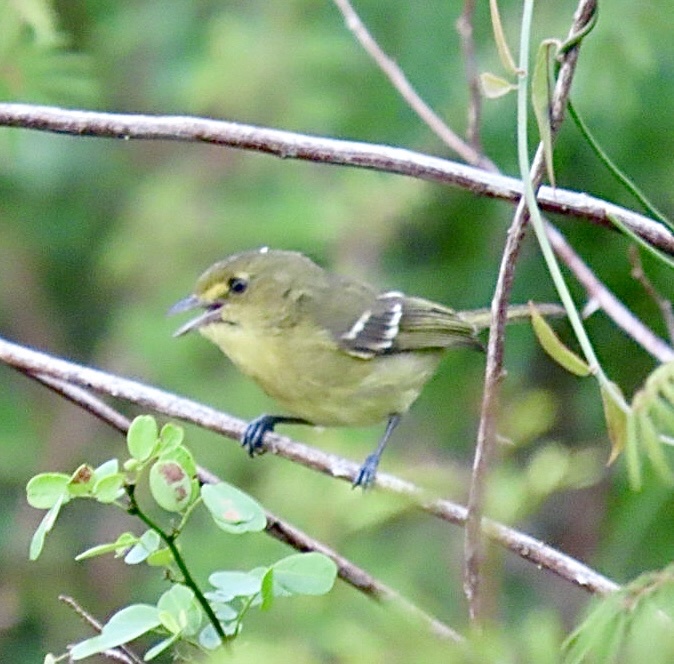 Mangrove Vireo (Vireo pallens), photo 7