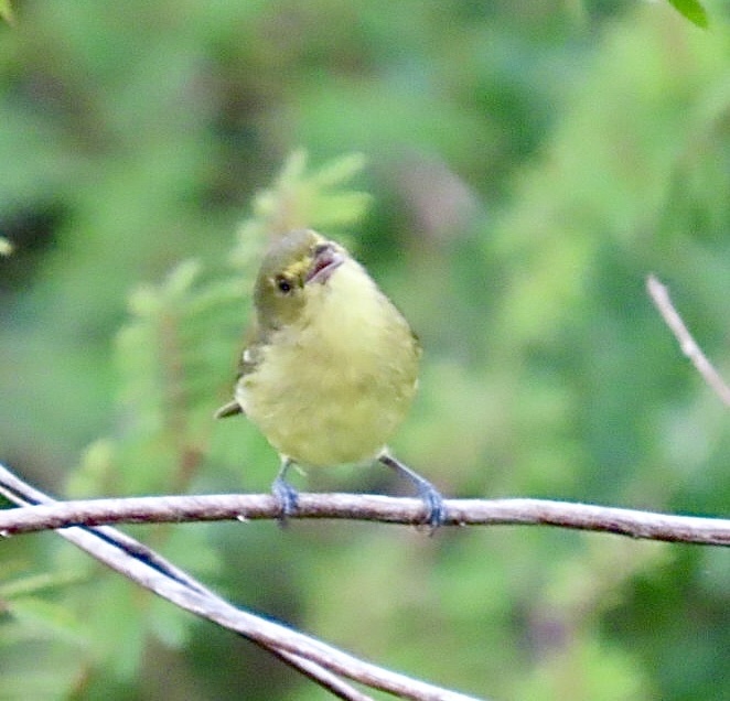 Mangrove Vireo (Vireo pallens), photo 8