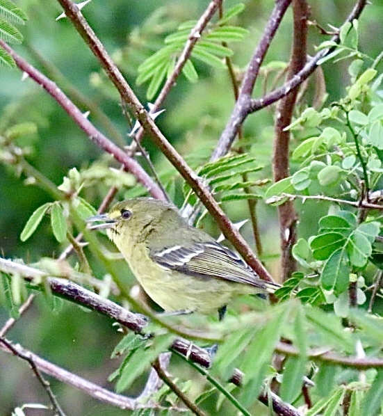 Mangrove Vireo (Vireo pallens), photo 9