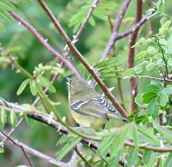 Mangrove Vireo (Vireo pallens), photo 10