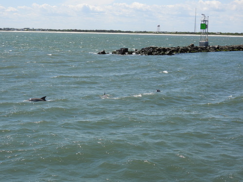 Tamanend's Bottlenose Dolphin photographed in New Jersey