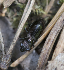 Notiophilus aquaticus