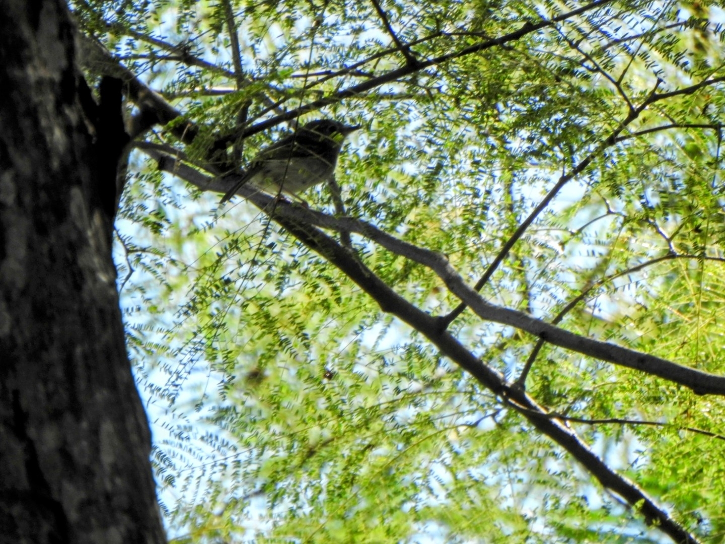 Pearly-vented Tody-Tyrant (Hemitriccus margaritaceiventer), photo 6