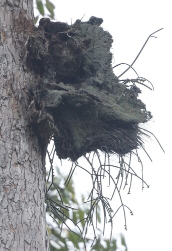 Mistletoe Cactus