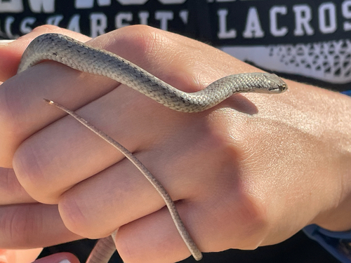 Little Cayman Racer