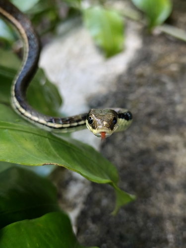 Dendrelaphis pictus