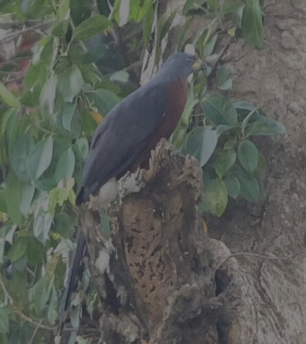 Long-tailed Hawk