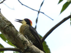 Melanerpes pulcher