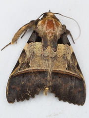 Serrodes