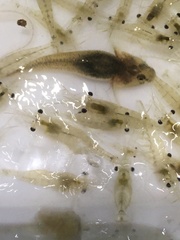 Pomatoschistus microps