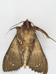 Serrodes