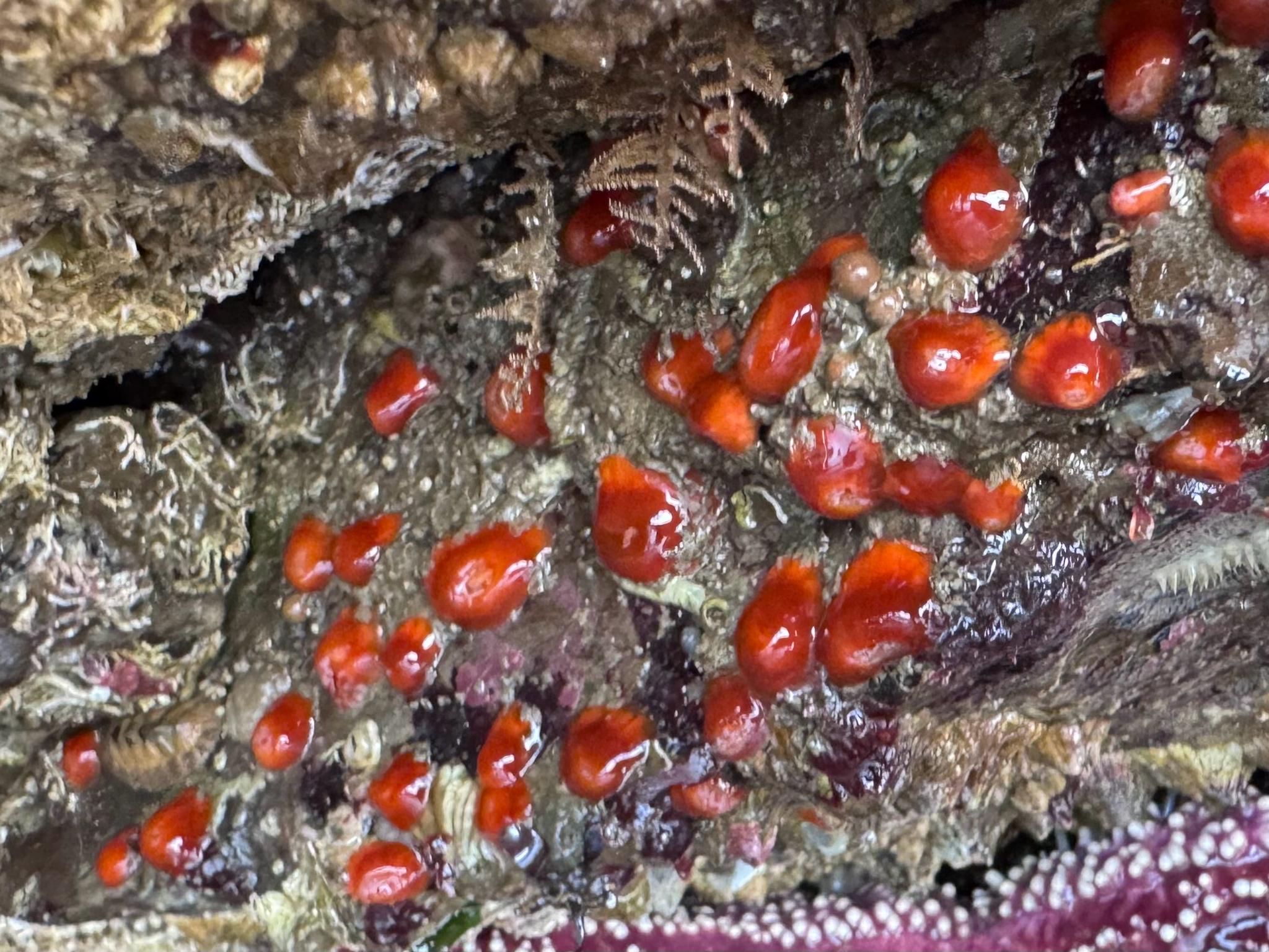 Corynactis californica Carlgren, 1936