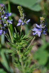 Veronica austriaca