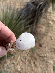 Battarreoides diguetii