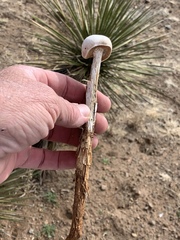 Battarreoides diguetii