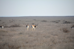 Gazella subgutturosa