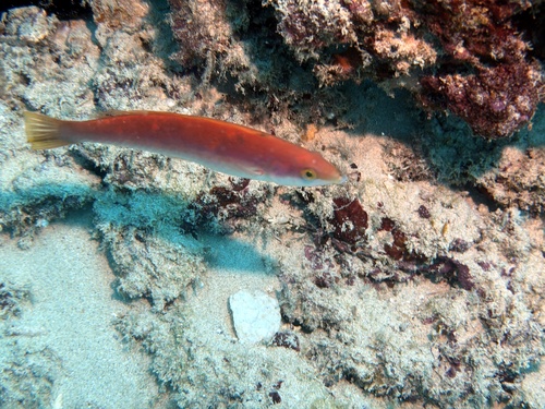 Pseudojuloides cerasinus observed 2026-02-01