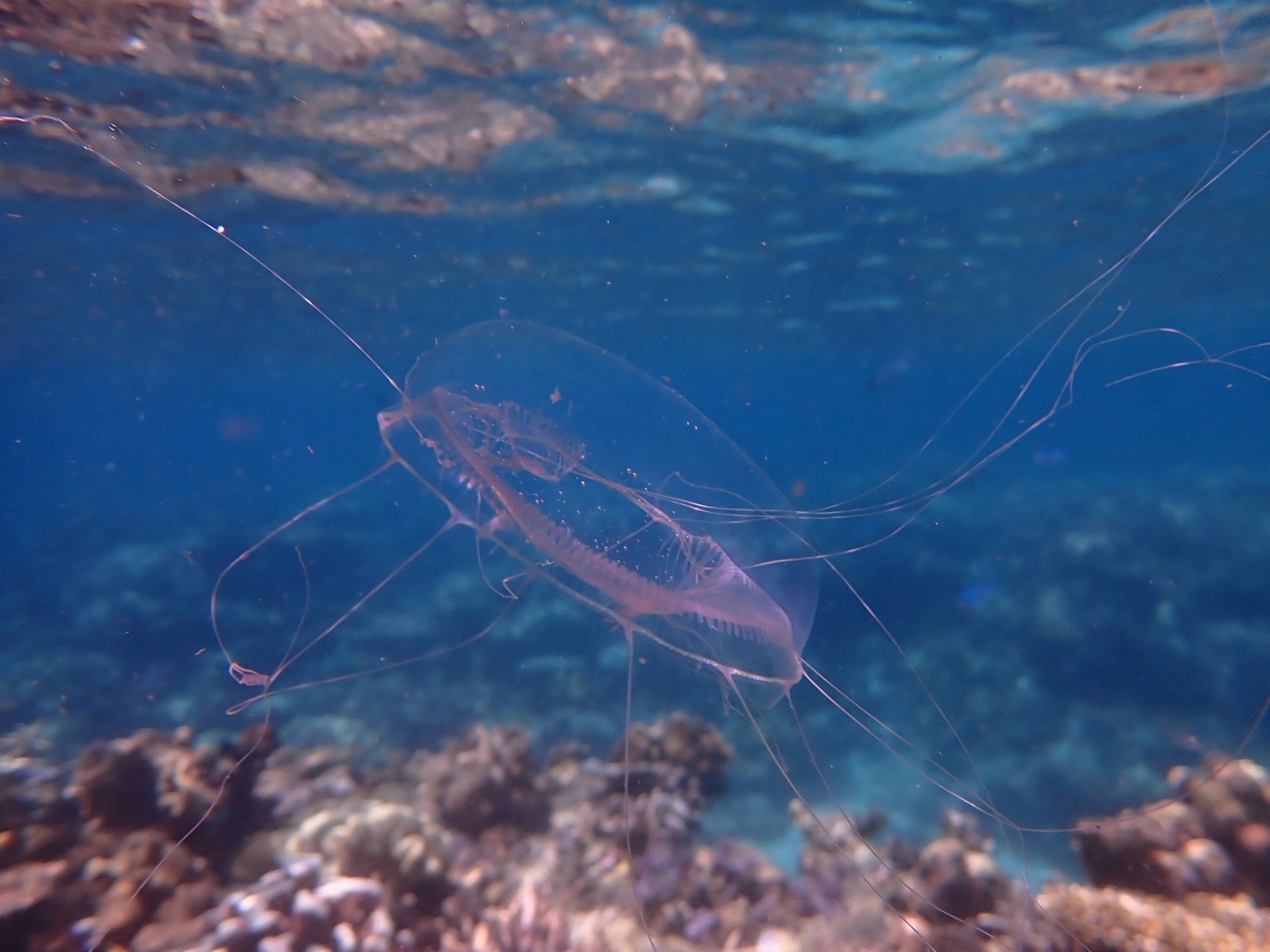 Aldersladia magnificus Gershwin, 2006