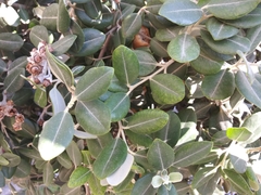 Pittosporum tobira