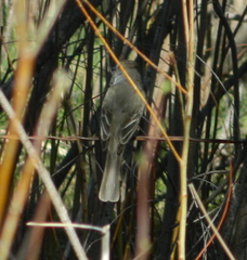 Myiarchus tuberculifer