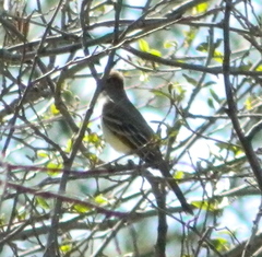 Myiarchus tuberculifer