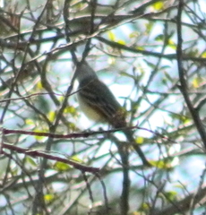 Myiarchus tuberculifer