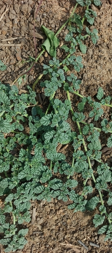 Coldenia procumbens