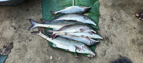 Senegal mormyrid