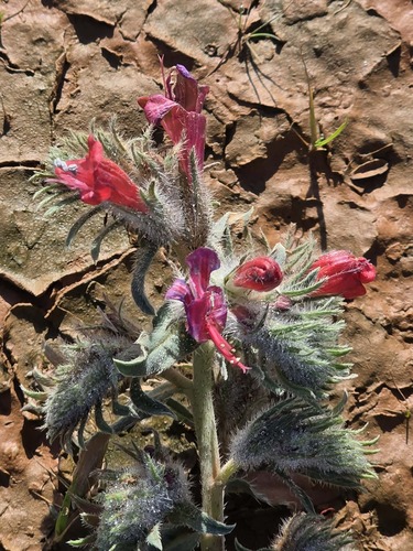 Narrow-leaved Viper's-bugloss