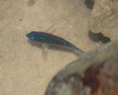 Stegastes fuscus
