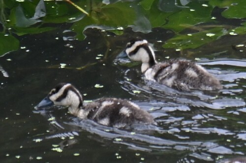 Dendrocygne à ventre noir, jeune