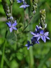 Veronica austriaca