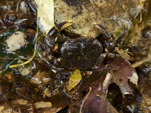 Eurusamon guangdongense