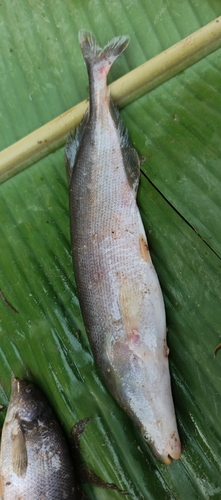 Cornish jack (Mormyrops anguilloides) — Mormyridae