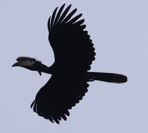Black-casqued Hornbill
