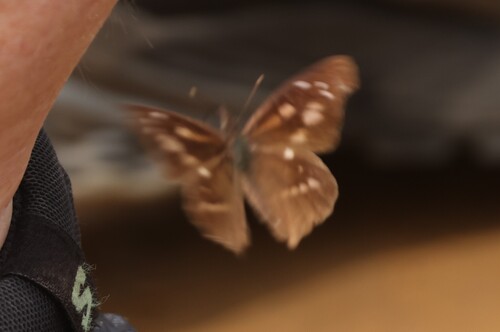 Northern African Snout