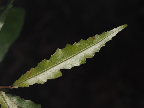 Hīnau (Elaeocarpus dentatus)