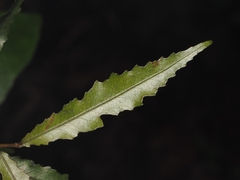 Hīnau (Elaeocarpus dentatus)