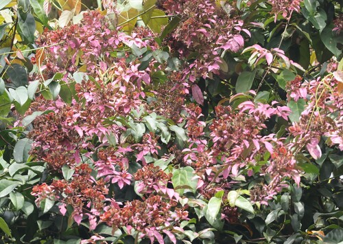 Combretum racemosum